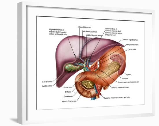 Anatomy of Liver, Antero-visceral View-Stocktrek Images-Framed Photographic Print