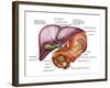 Anatomy of Liver, Antero-visceral View-Stocktrek Images-Framed Photographic Print