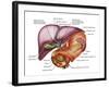 Anatomy of Liver, Antero-visceral View-Stocktrek Images-Framed Photographic Print