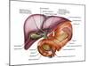 Anatomy of Liver, Antero-visceral View-Stocktrek Images-Mounted Photographic Print