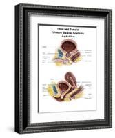 Anatomy of Male and Female Urinary Bladder, with Labels-Stocktrek Images-Framed Art Print