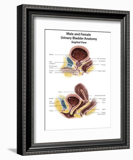 Anatomy of Male and Female Urinary Bladder, with Labels-Stocktrek Images-Framed Art Print
