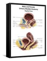 Anatomy of Male and Female Urinary Bladder, with Labels-Stocktrek Images-Framed Stretched Canvas