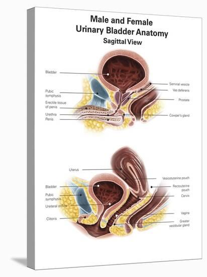 Anatomy of Male and Female Urinary Bladder, with Labels-Stocktrek Images-Stretched Canvas