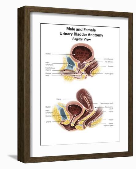 Anatomy of Male and Female Urinary Bladder, with Labels-Stocktrek Images-Framed Art Print