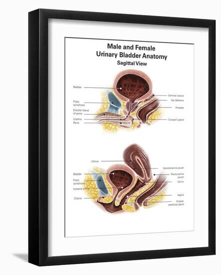 Anatomy of Male and Female Urinary Bladder, with Labels-Stocktrek Images-Framed Art Print