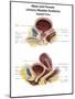 Anatomy of Male and Female Urinary Bladder, with Labels-Stocktrek Images-Mounted Art Print