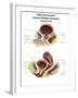 Anatomy of Male and Female Urinary Bladder, with Labels-Stocktrek Images-Framed Art Print