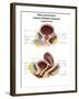 Anatomy of Male and Female Urinary Bladder, with Labels-Stocktrek Images-Framed Art Print