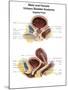 Anatomy of Male and Female Urinary Bladder, with Labels-Stocktrek Images-Mounted Art Print