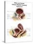 Anatomy of Male and Female Urinary Bladder, with Labels-Stocktrek Images-Stretched Canvas