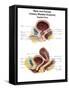 Anatomy of Male and Female Urinary Bladder, with Labels-Stocktrek Images-Framed Stretched Canvas