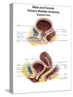 Anatomy of Male and Female Urinary Bladder, with Labels-Stocktrek Images-Stretched Canvas