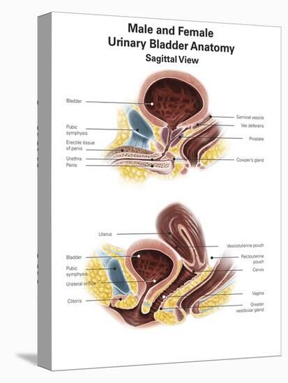 Anatomy of Male and Female Urinary Bladder, with Labels-Stocktrek Images-Stretched Canvas