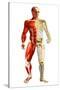 Anatomy of Male Body with Half Skeleton and Half Muscular System-null-Stretched Canvas