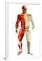 Anatomy of Male Body with Half Skeleton and Half Muscular System-null-Framed Art Print