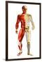 Anatomy of Male Body with Half Skeleton and Half Muscular System-null-Framed Art Print