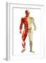 Anatomy of Male Body with Half Skeleton and Half Muscular System-null-Framed Art Print