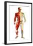 Anatomy of Male Body with Half Skeleton and Half Muscular System-null-Framed Art Print