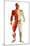 Anatomy of Male Body with Half Skeleton and Half Muscular System-null-Mounted Art Print