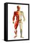 Anatomy of Male Body with Half Skeleton and Half Muscular System-null-Framed Stretched Canvas