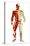 Anatomy of Male Body with Half Skeleton and Half Muscular System-null-Stretched Canvas