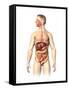 Anatomy of Male Digestive System and Internal Organs-null-Framed Stretched Canvas