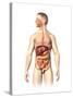 Anatomy of Male Digestive System and Internal Organs-null-Stretched Canvas