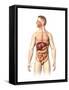 Anatomy of Male Digestive System and Internal Organs-null-Framed Stretched Canvas