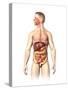Anatomy of Male Digestive System and Internal Organs-null-Stretched Canvas