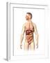 Anatomy of Male Digestive System and Internal Organs-null-Framed Art Print