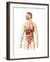 Anatomy of Male Digestive System and Internal Organs-null-Framed Art Print