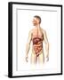 Anatomy of Male Digestive System and Internal Organs-null-Framed Art Print