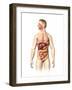 Anatomy of Male Digestive System and Internal Organs-null-Framed Art Print