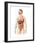 Anatomy of Male Digestive System and Internal Organs-null-Framed Art Print