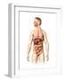 Anatomy of Male Digestive System and Internal Organs-null-Framed Art Print