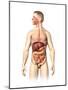 Anatomy of Male Digestive System and Internal Organs-null-Mounted Art Print