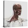 Anatomy of Male Facial and Neck Muscles, Front View-null-Stretched Canvas