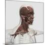 Anatomy of Male Facial and Neck Muscles, Front View-null-Mounted Art Print