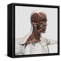 Anatomy of Male Facial and Neck Muscles, Front View-null-Framed Stretched Canvas