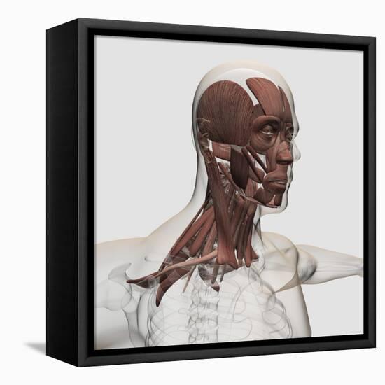 Anatomy of Male Facial and Neck Muscles, Front View-null-Framed Stretched Canvas