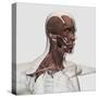 Anatomy of Male Facial and Neck Muscles, Front View-null-Stretched Canvas