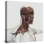 Anatomy of Male Facial and Neck Muscles, Front View-null-Stretched Canvas