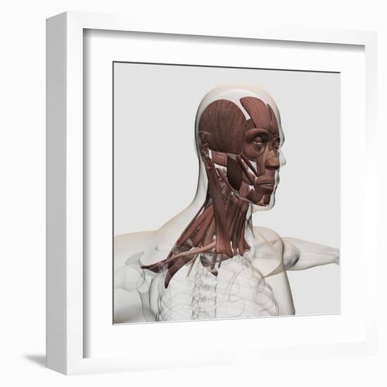 Anatomy of Male Facial and Neck Muscles, Front View-null-Framed Art Print