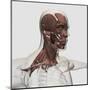 Anatomy of Male Facial and Neck Muscles, Front View-null-Mounted Art Print