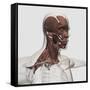 Anatomy of Male Facial and Neck Muscles, Front View-null-Framed Stretched Canvas