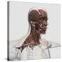 Anatomy of Male Facial and Neck Muscles, Front View-null-Stretched Canvas