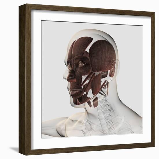 Anatomy of Male Facial Muscles, Side View-null-Framed Art Print