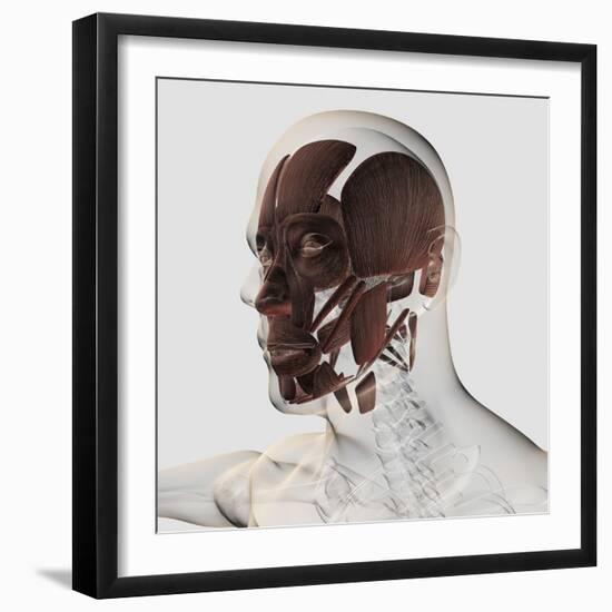 Anatomy of Male Facial Muscles, Side View-null-Framed Art Print