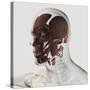 Anatomy of Male Facial Muscles, Side View-null-Stretched Canvas